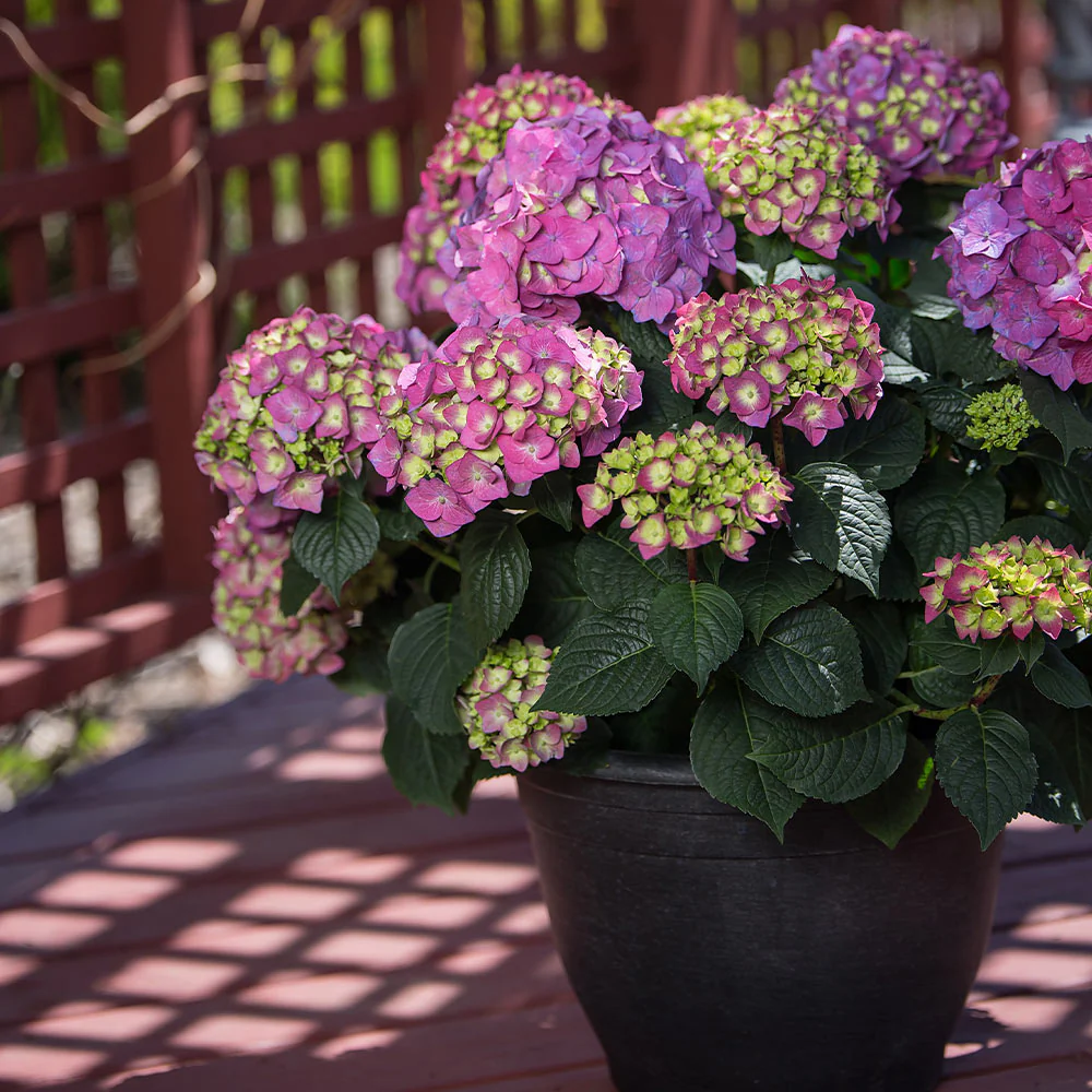 Endless Summer® Summer Crush® Hydrangea - Image 4