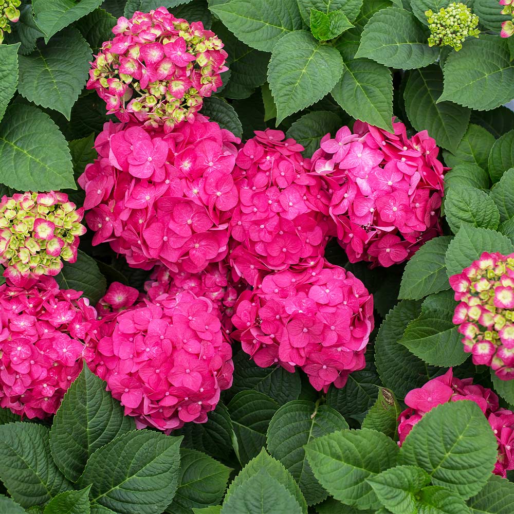 Endless Summer® Summer Crush® Hydrangea - Image 5