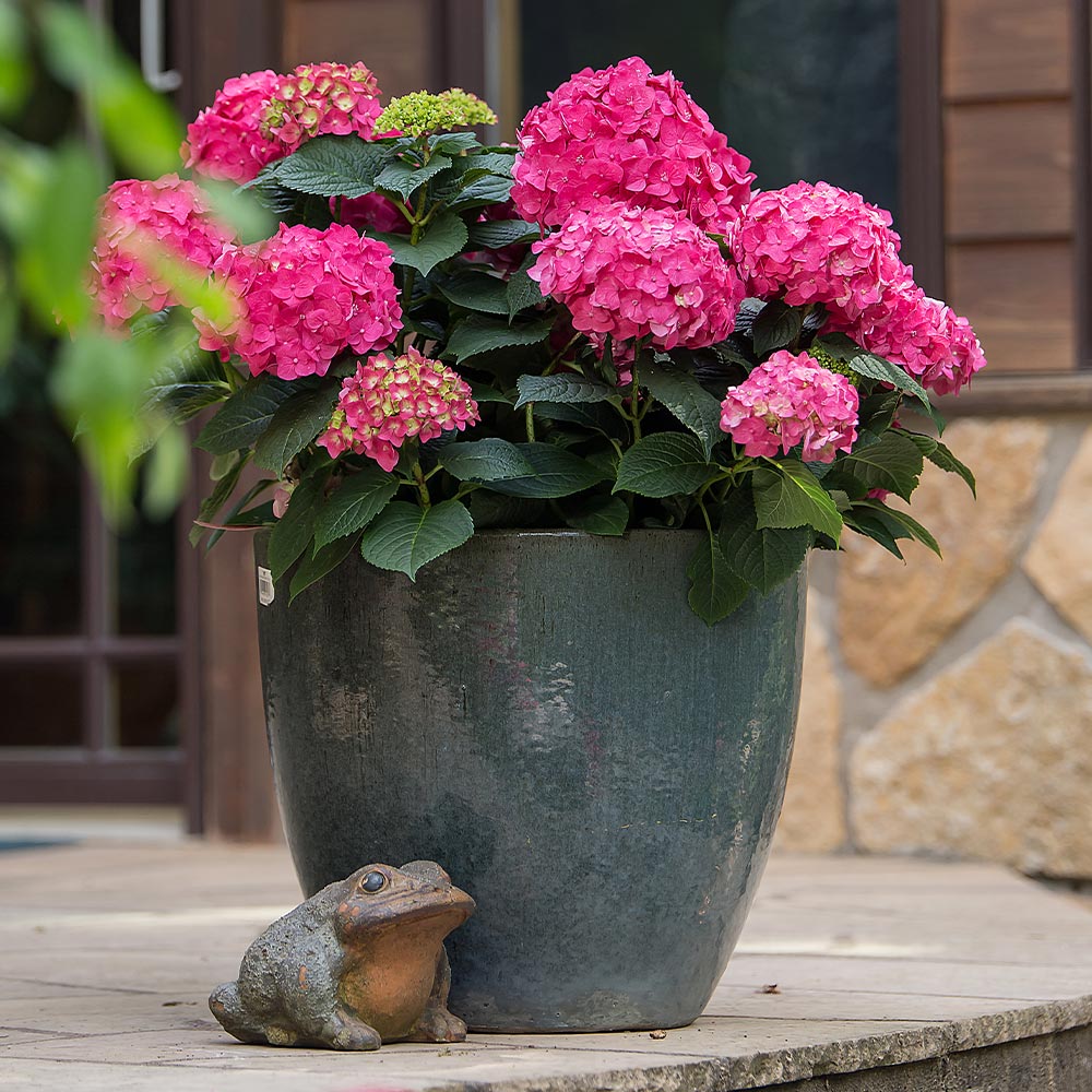 Endless Summer® Summer Crush® Hydrangea - Image 6