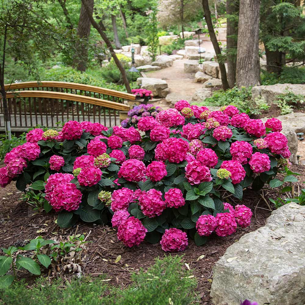Endless Summer® Summer Crush® Hydrangea - Image 7