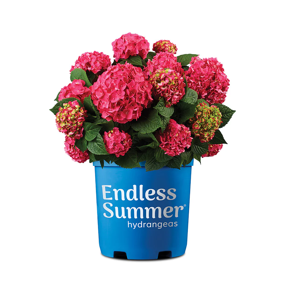Endless Summer® Summer Crush® Hydrangea - Image 8