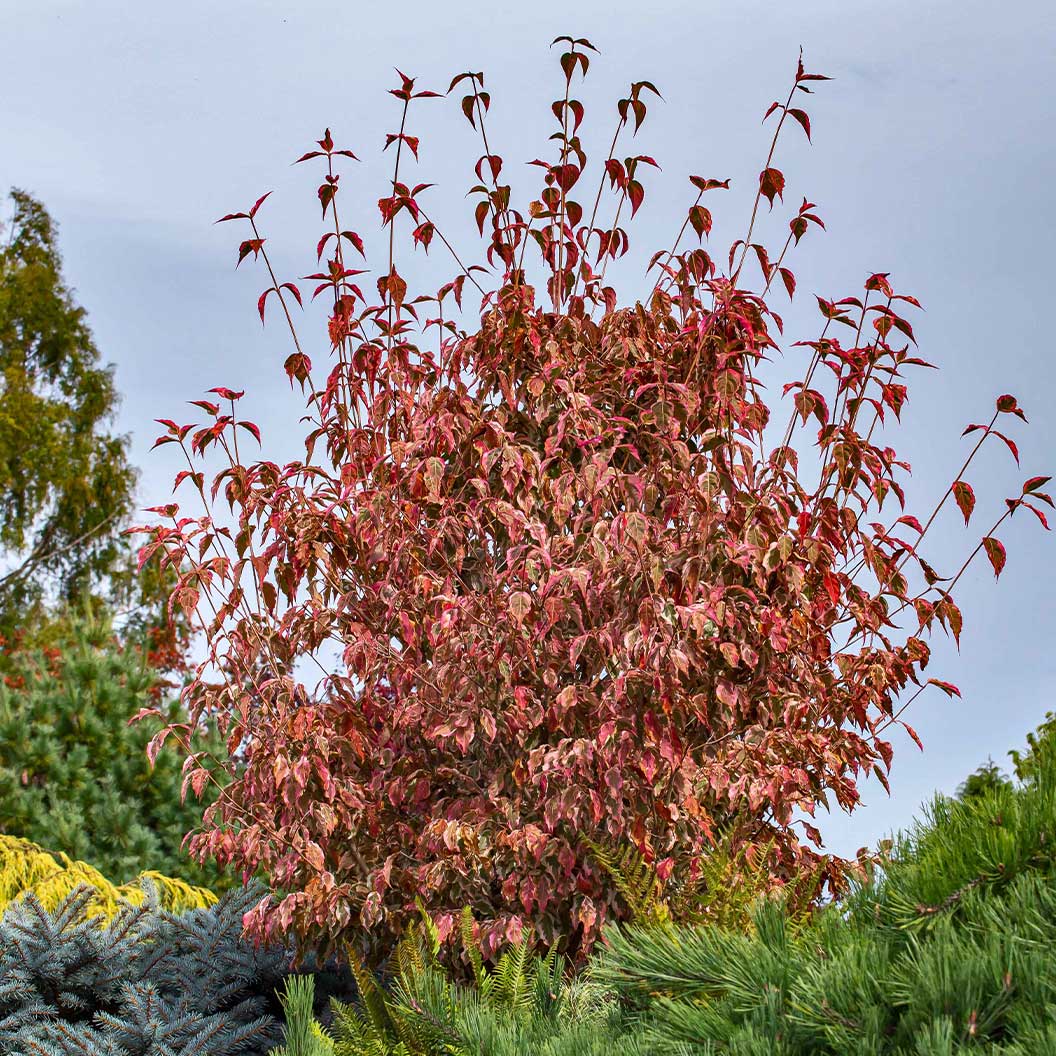 Summer Fun Dogwood Tree - Image 3
