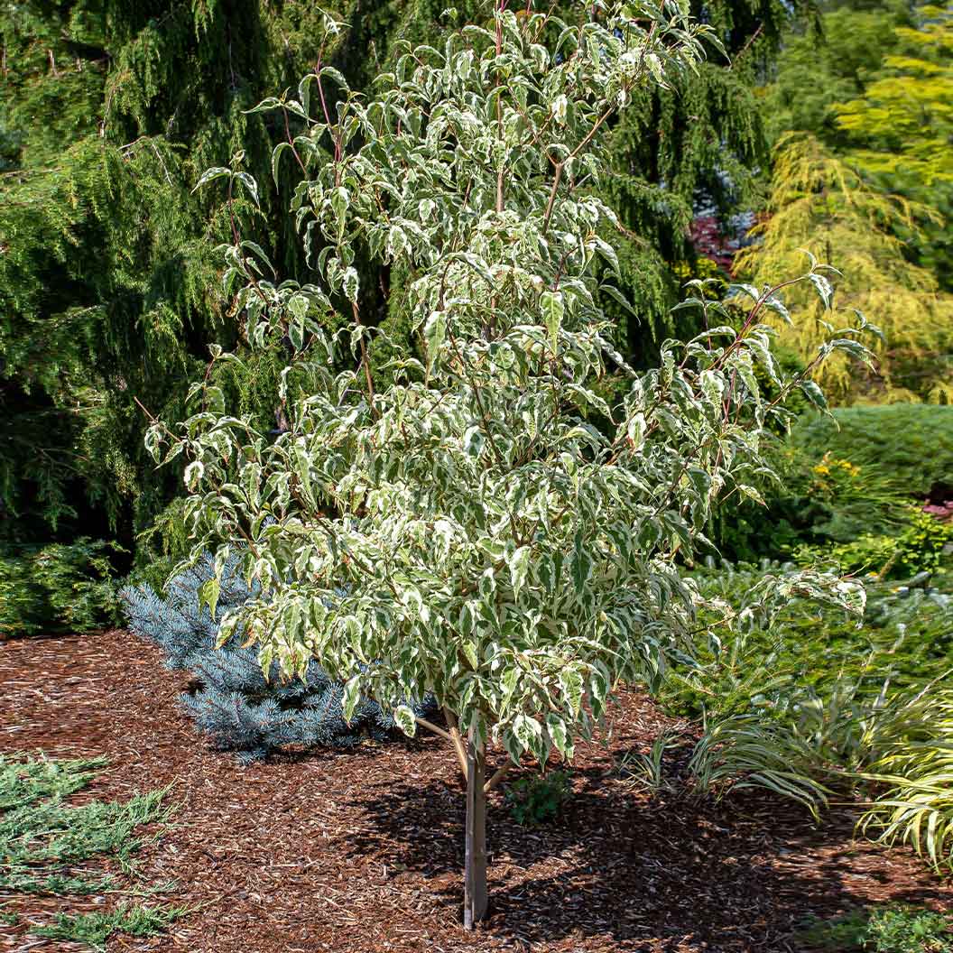 Summer Fun Dogwood Tree - Image 4