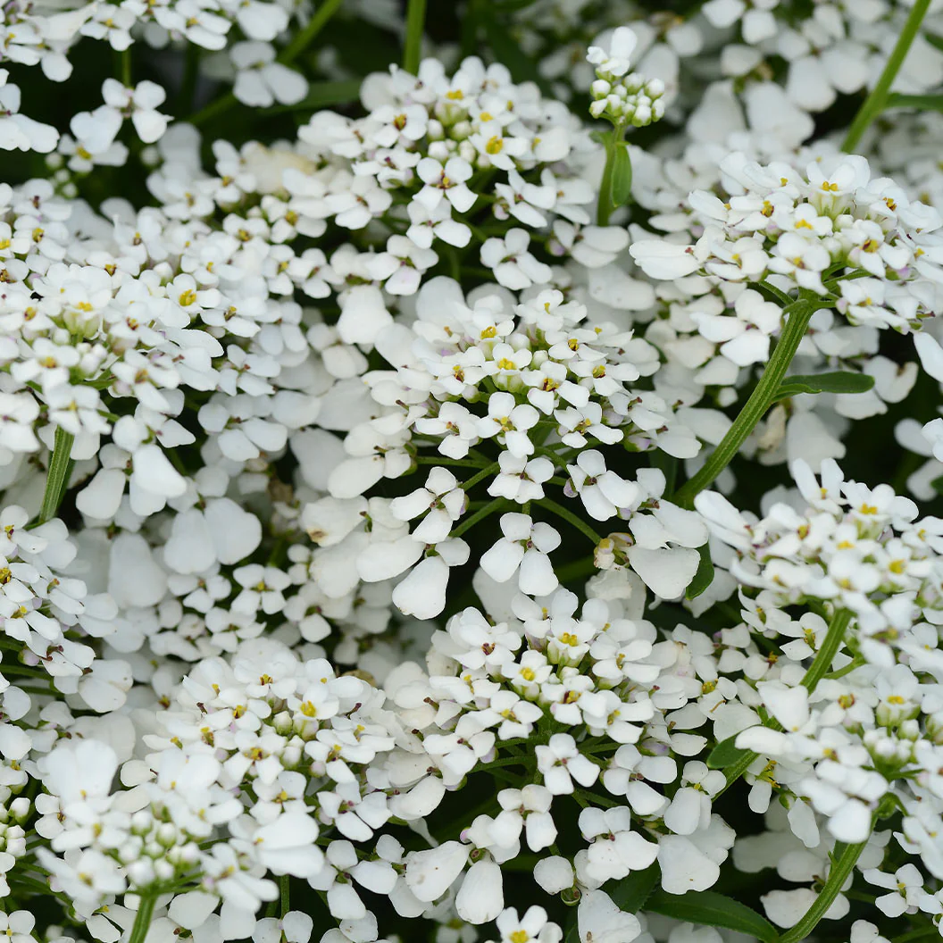 Better Versions® Summer Snowdrift Candytuft Plant - Image 2