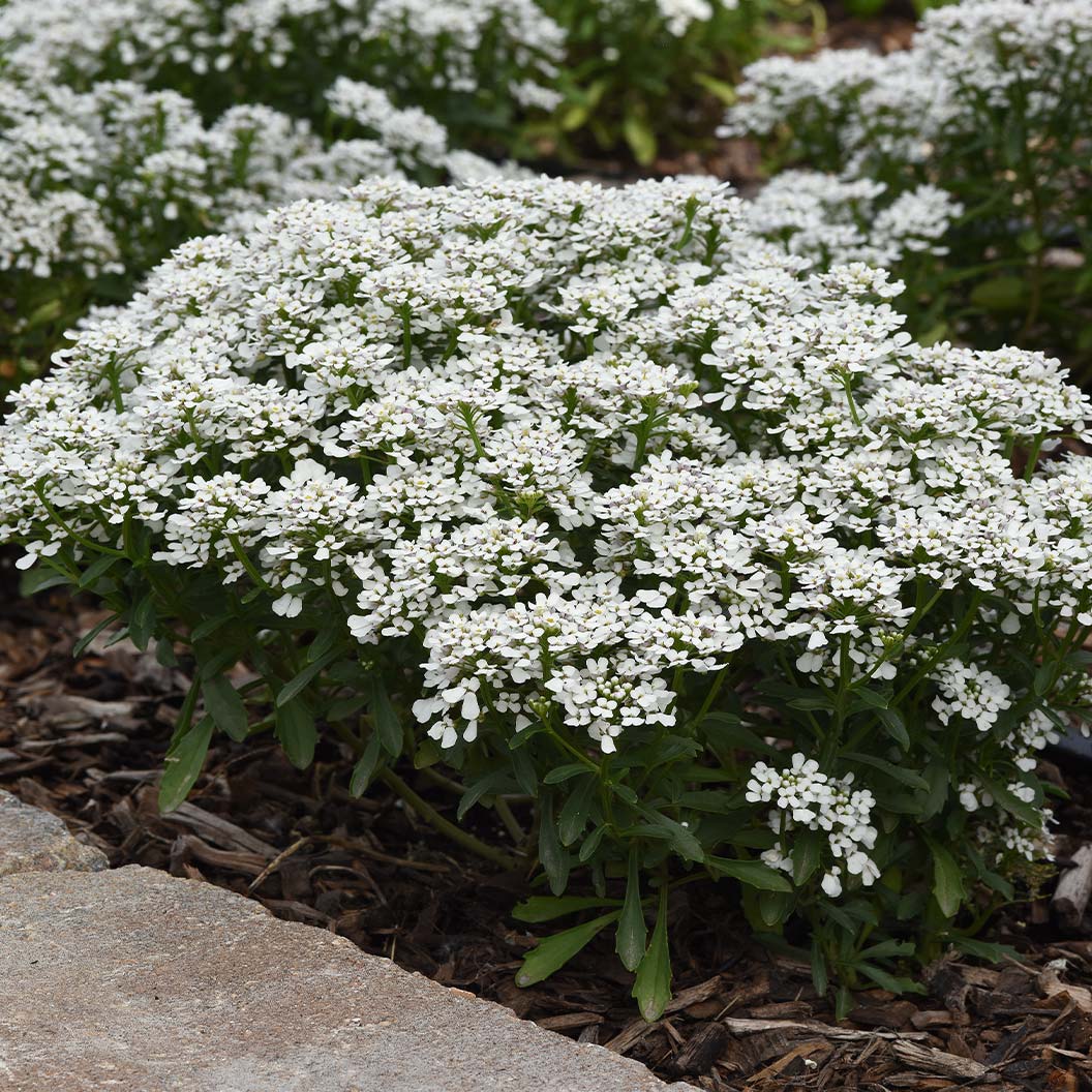 Better Versions® Summer Snowdrift Candytuft Plant - Image 3