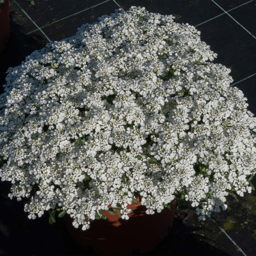 Better Versions® Summer Snowdrift Candytuft Plant - Image 4