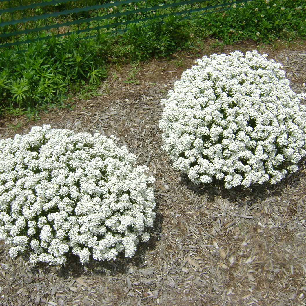 Better Versions® Summer Snowdrift Candytuft Plant - Image 5