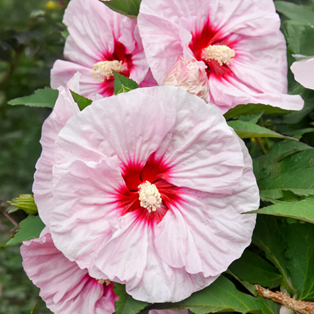Summerific® ‘All Eyes on Me’ Hibiscus - Image 2