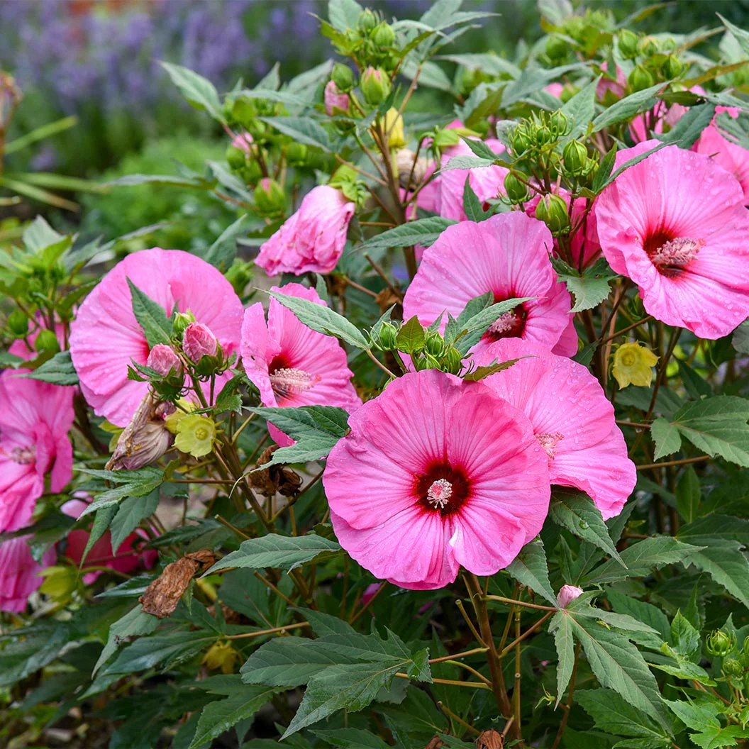 Summerific® ‘Candy Crush’ Hibiscus - Image 2