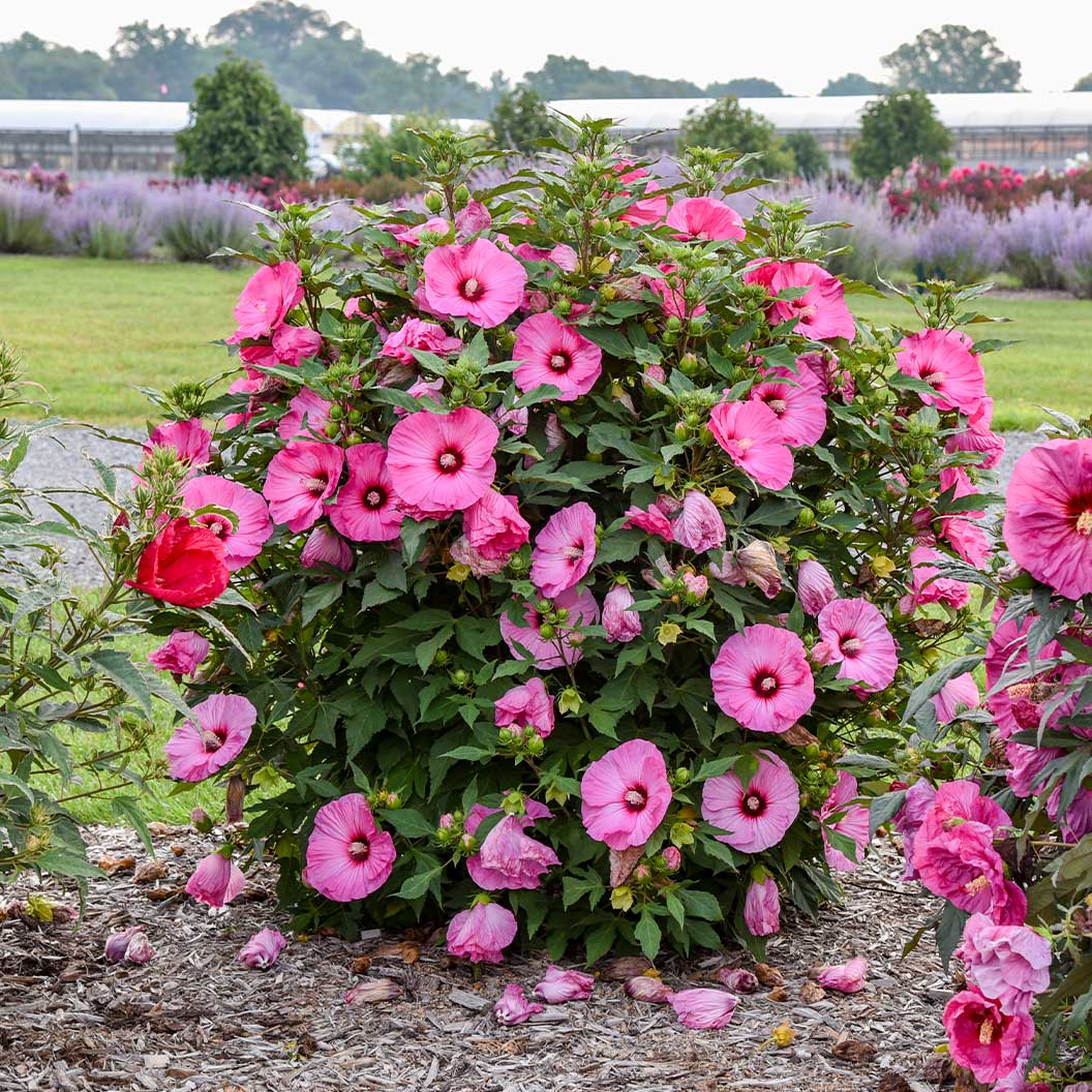Summerific® ‘Candy Crush’ Hibiscus - Image 3