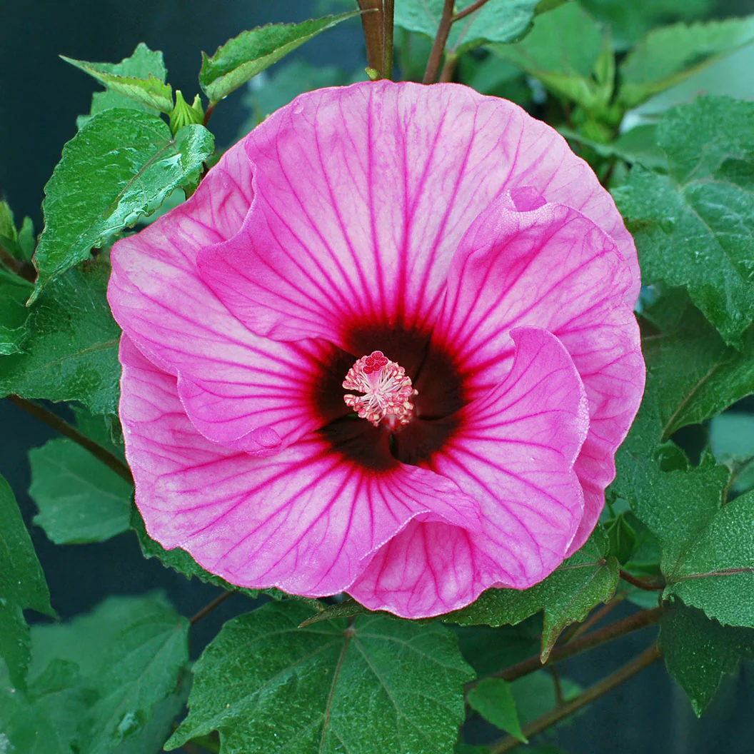 Summerific® ‘Candy Crush’ Hibiscus - Image 4