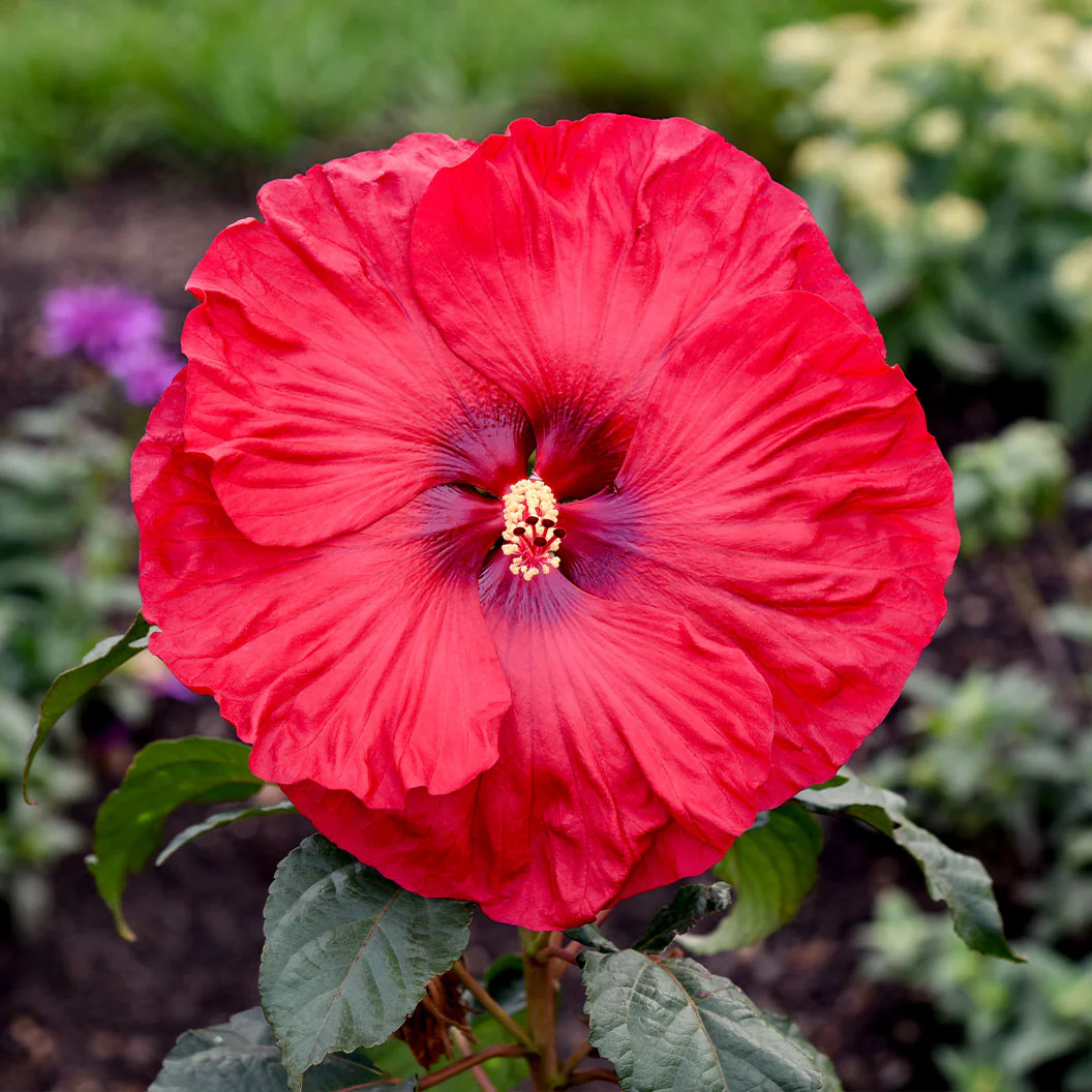 Summerific® ‘Valentine’s Crush’ Hibiscus - Image 2