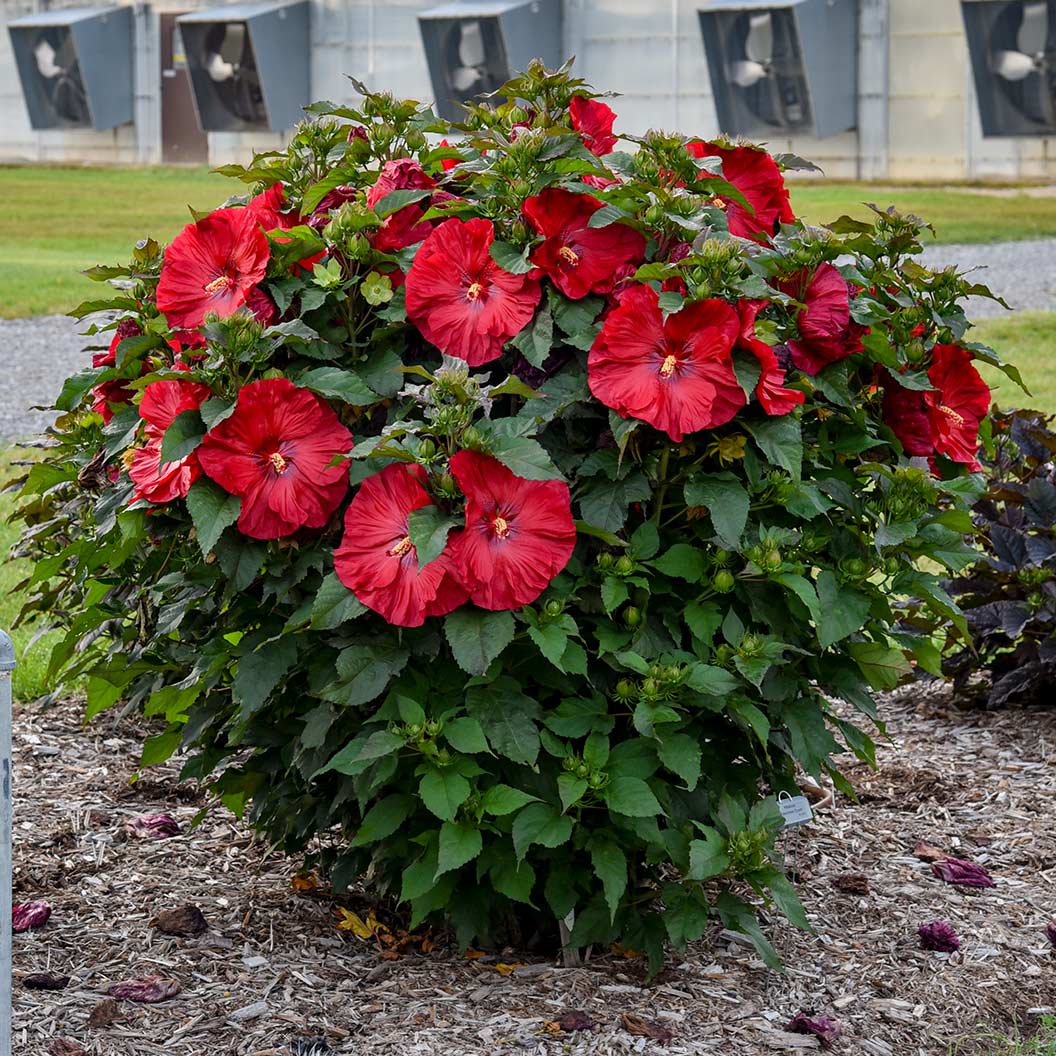 Summerific® ‘Valentine’s Crush’ Hibiscus - Image 3