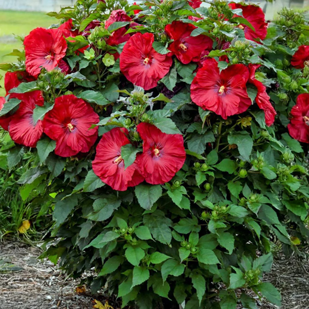 Summerific® ‘Valentine’s Crush’ Hibiscus - Image 4