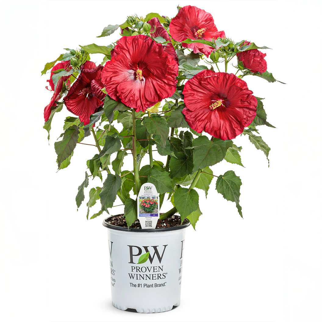 Summerific® ‘Valentine’s Crush’ Hibiscus - Image 5