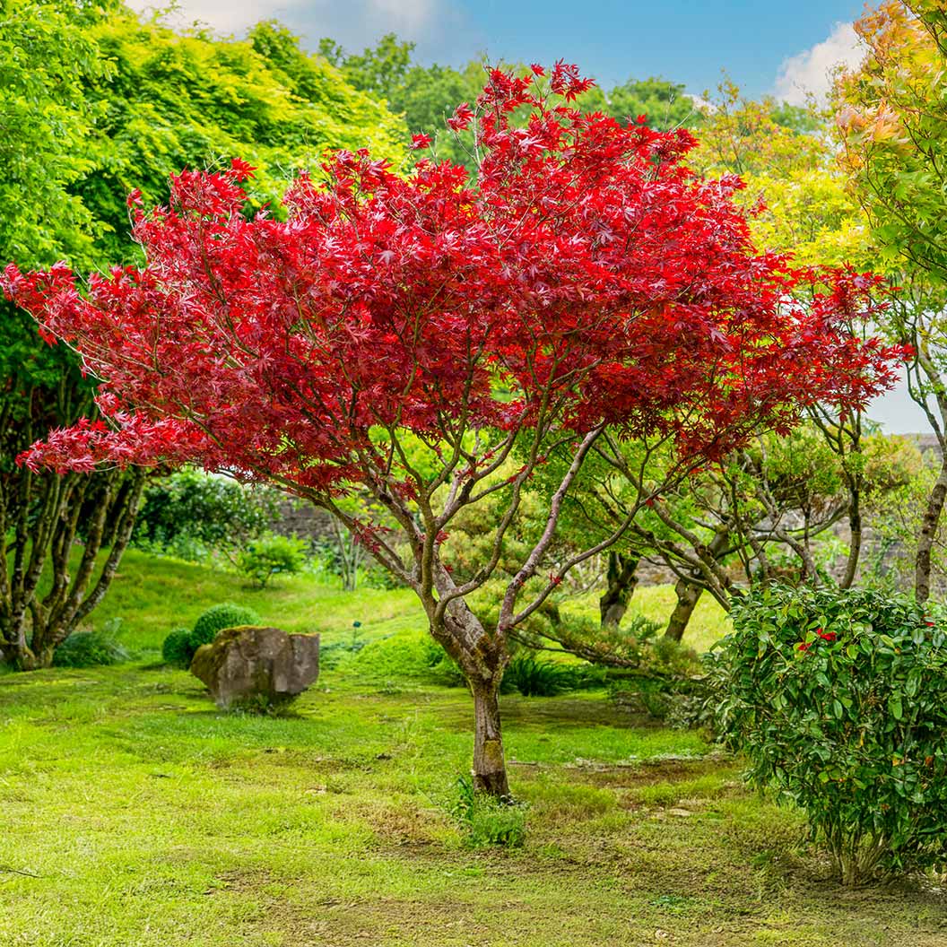 Sun Valley Red Maple Tree - Image 2