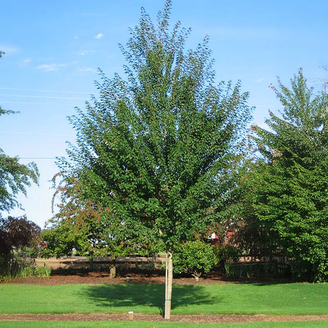 Sun Valley Red Maple Tree - Image 3