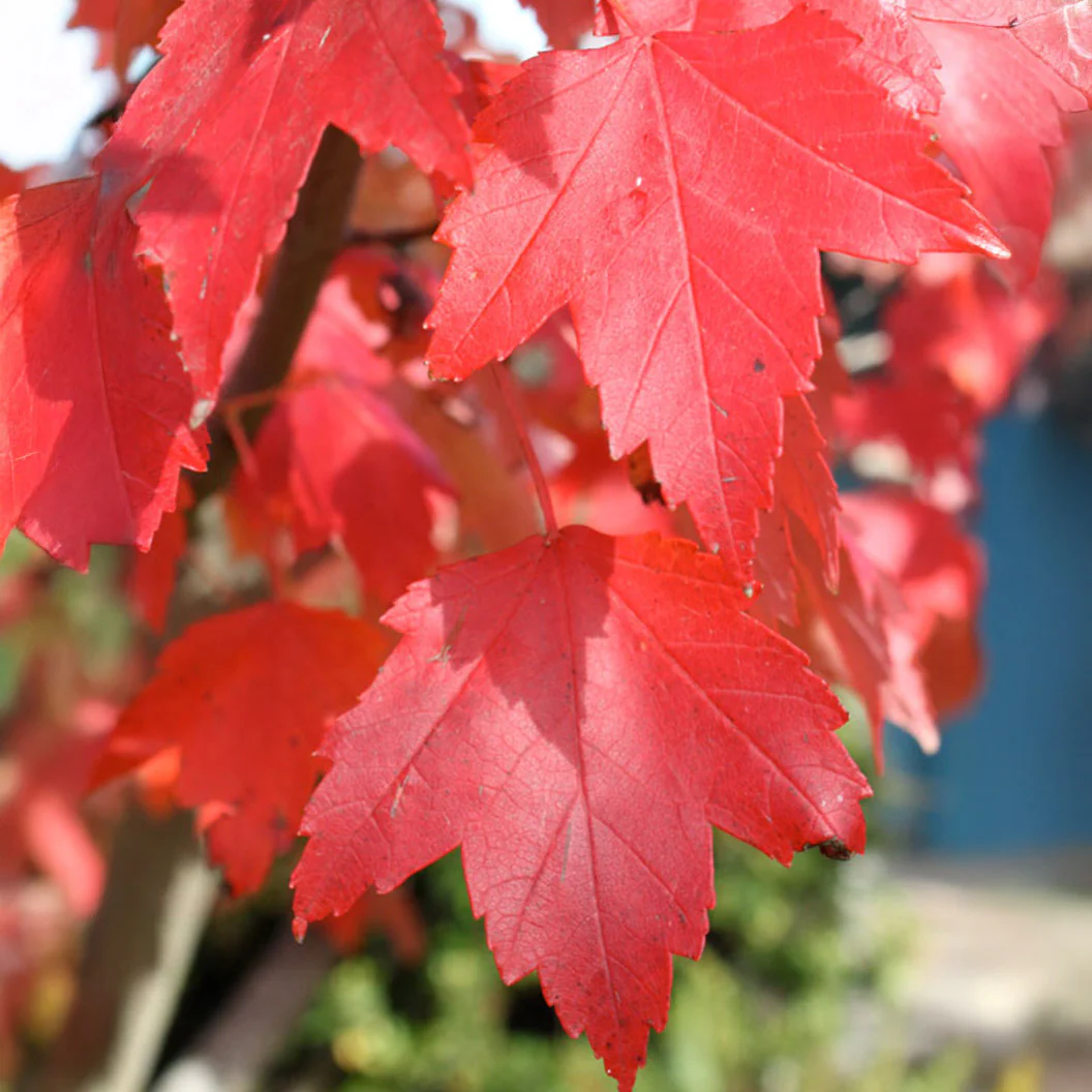 Sun Valley Red Maple Tree - Image 4