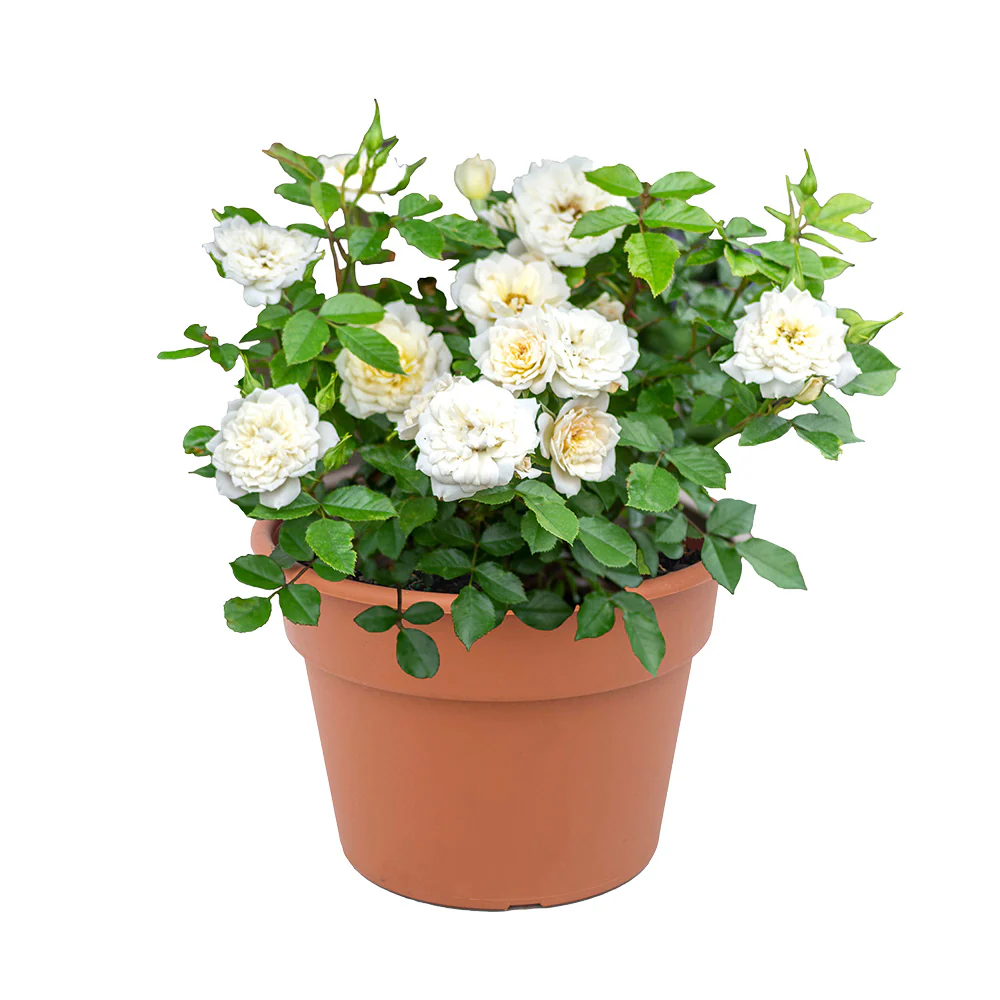 Sunblaze® Bridal Rose in Deco Pot - Image 2