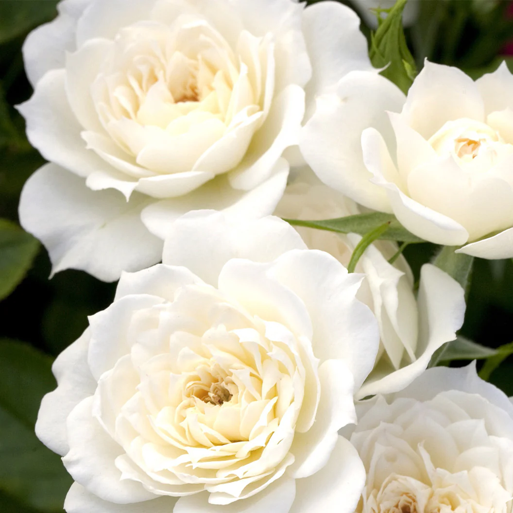 Sunblaze® Bridal Rose in Deco Pot - Image 3