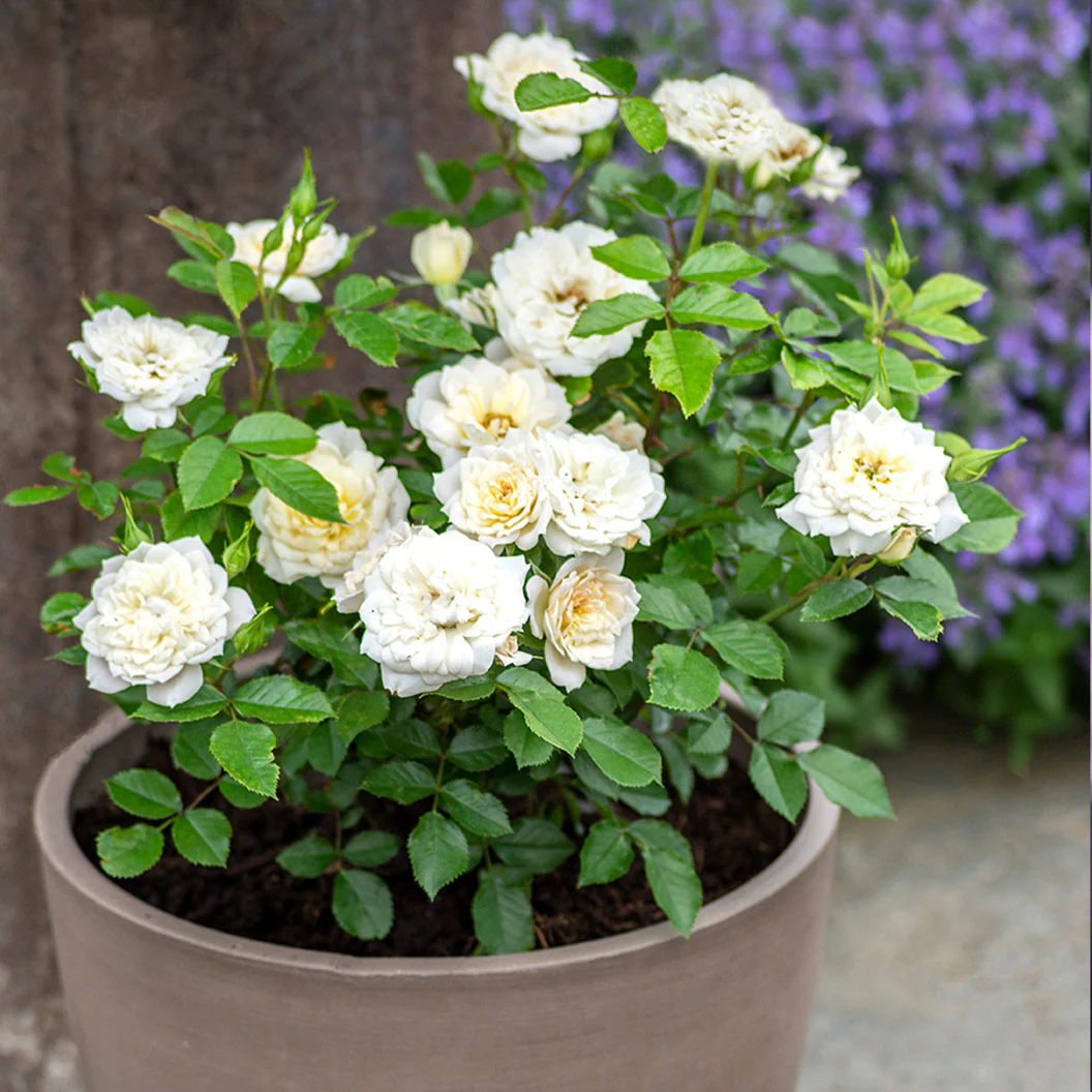 Sunblaze® Bridal Rose in Deco Pot - Image 4