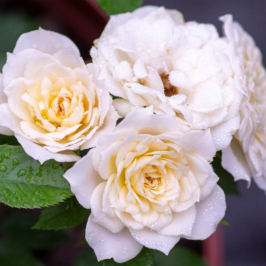 Sunblaze® Bridal Rose in Deco Pot - Image 5