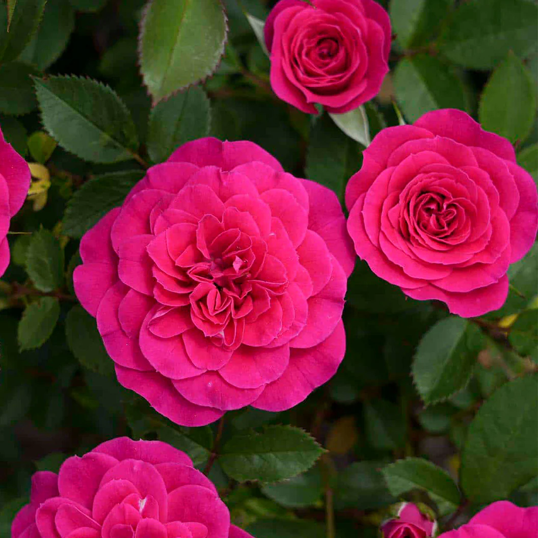 Sunblaze® Dragon Fruit Rose in Deco Pot - Image 3