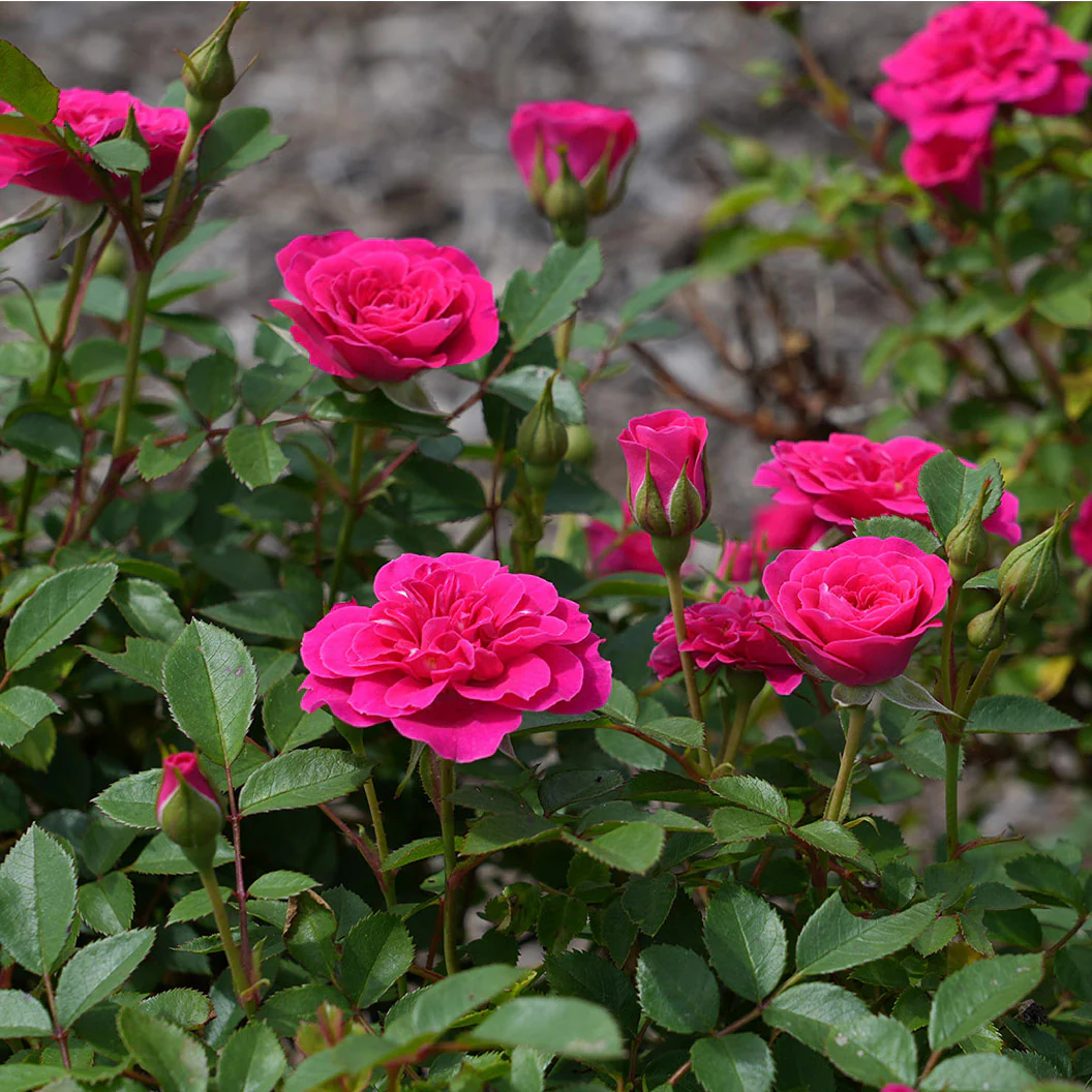 Sunblaze® Dragon Fruit Rose in Deco Pot - Image 4