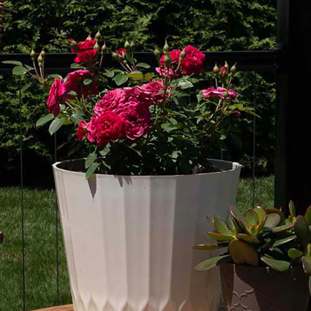 Sunblaze® Dragon Fruit Rose in Deco Pot - Image 5