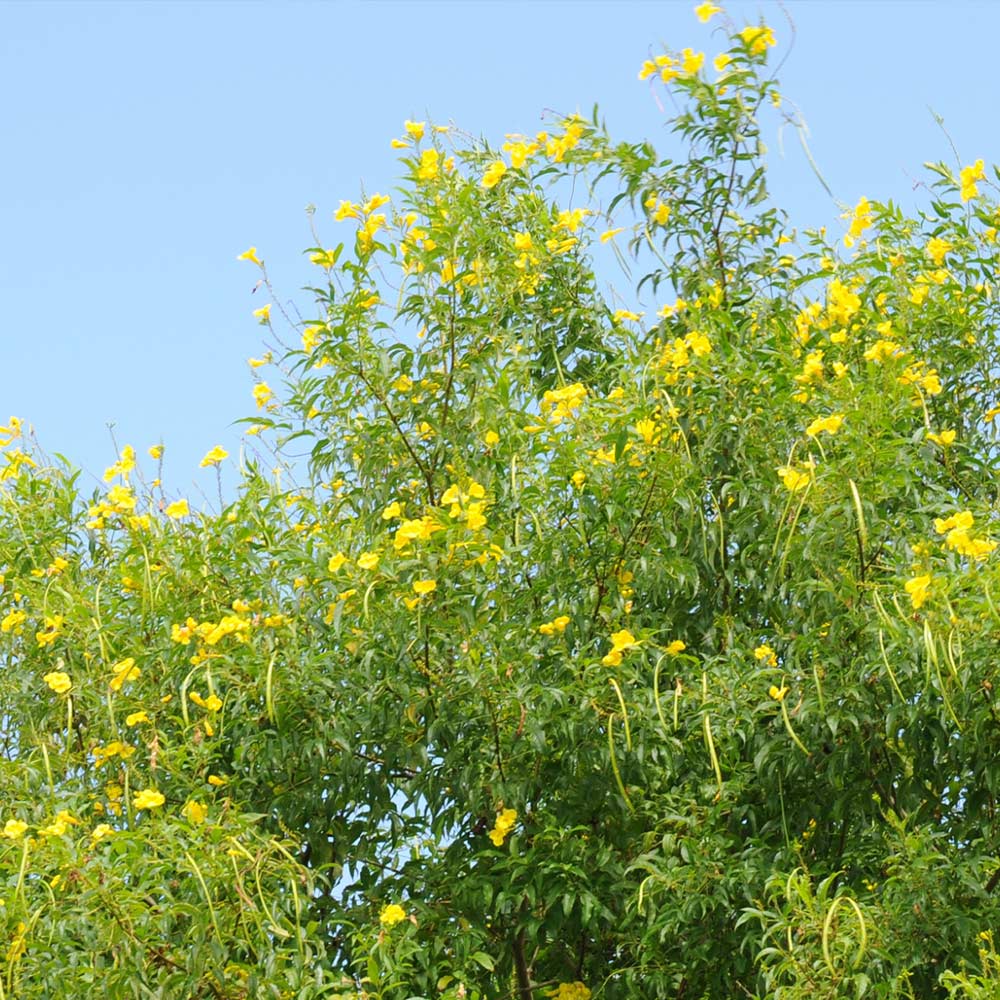 Sundance Tecoma Plant - Image 4