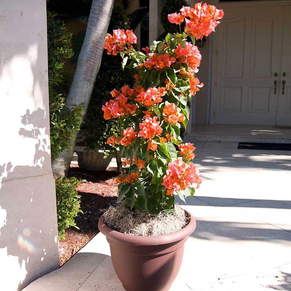 Sundown Orange Bougainvillea Vine - Image 3