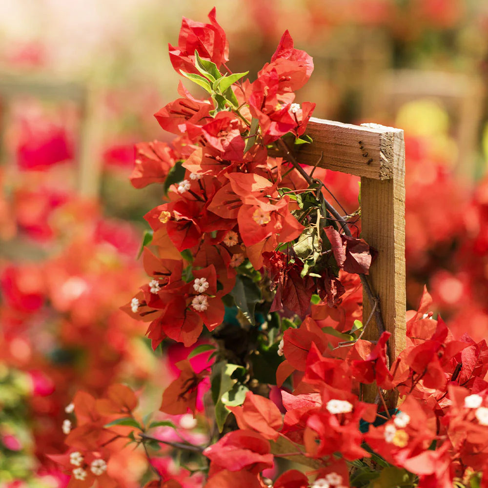 Sundown Orange Bougainvillea Vine - Image 4