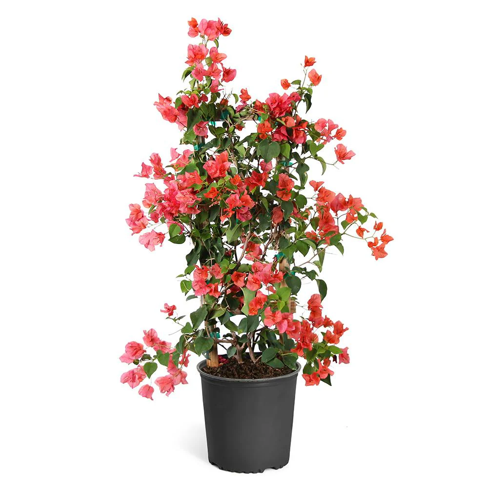 Sundown Orange Bougainvillea Vine - Image 5