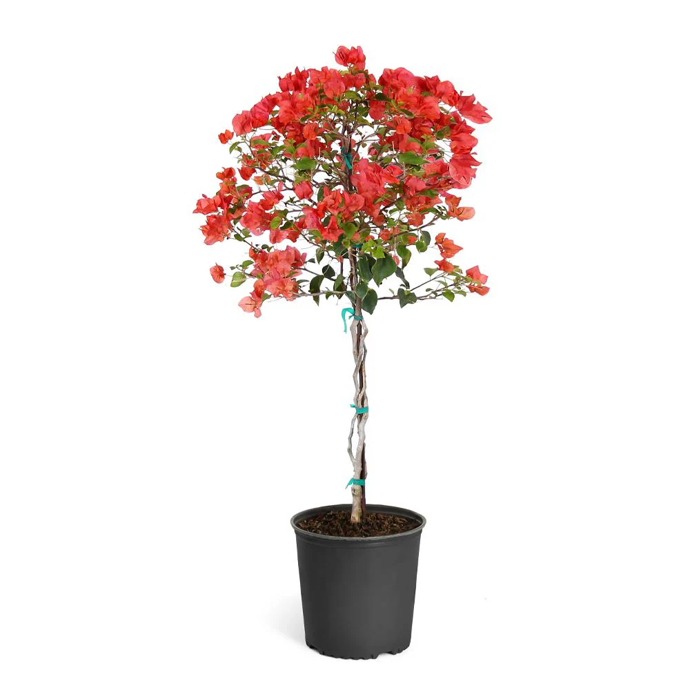 Sundown Orange Bougainvillea Tree - Image 2