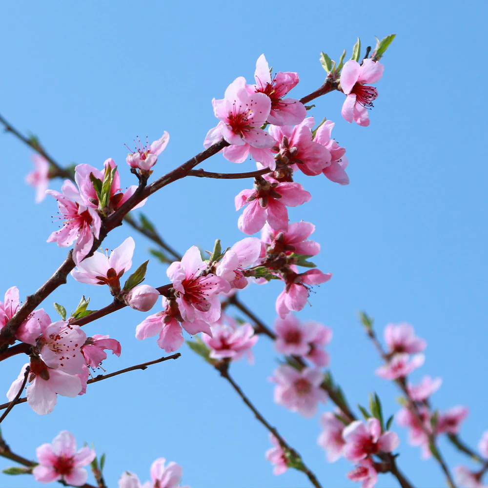 Sunglo Nectarine Tree - Image 4