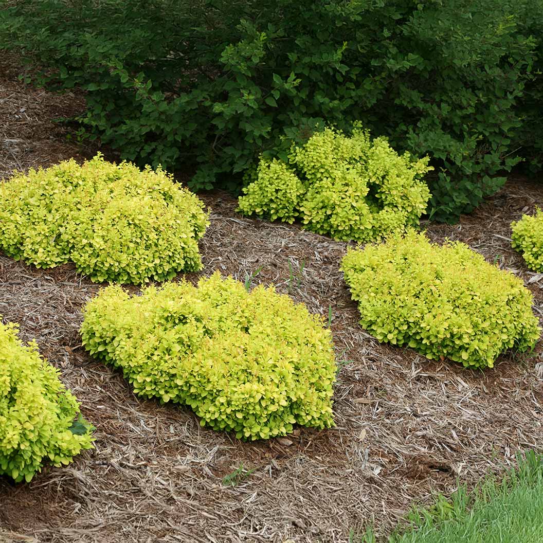 Proven Winners® Sunjoy® Mini Saffron Barberry Shrub - Image 2