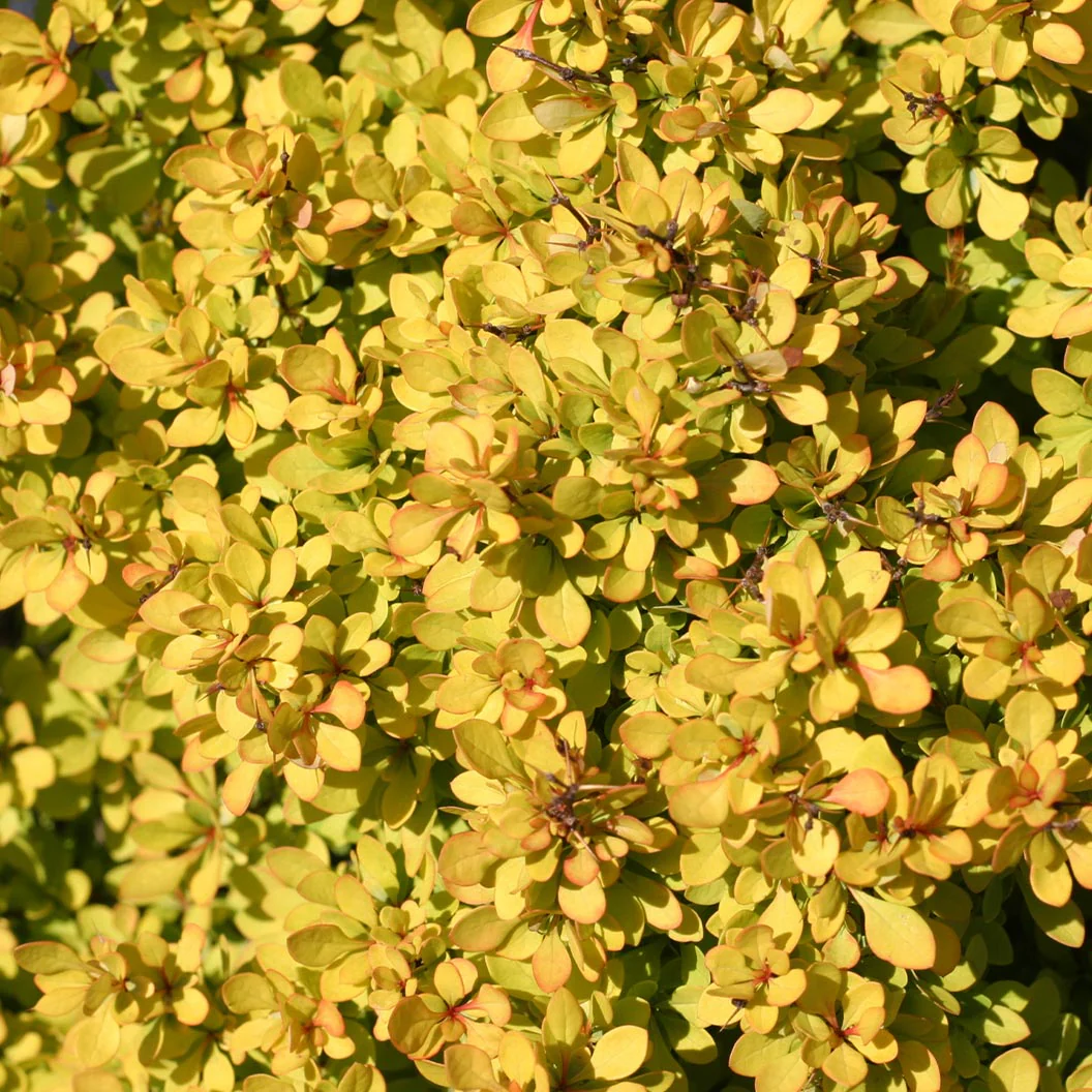 Proven Winners® Sunjoy® Mini Saffron Barberry Shrub - Image 3