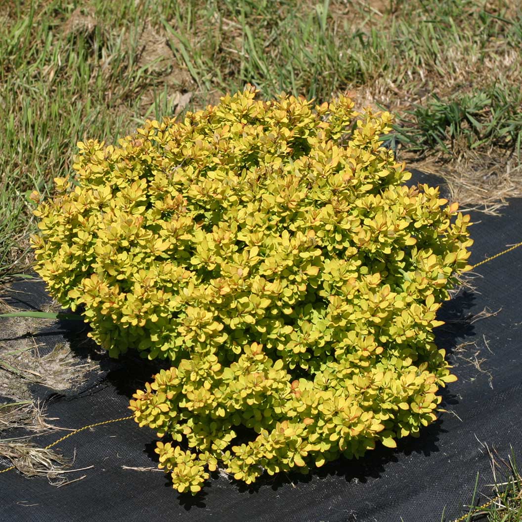 Proven Winners® Sunjoy® Mini Saffron Barberry Shrub - Image 4