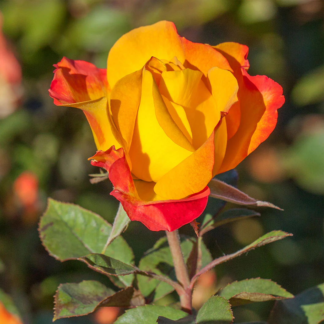 Bloomables® Sunset Horizon Rose - Image 2