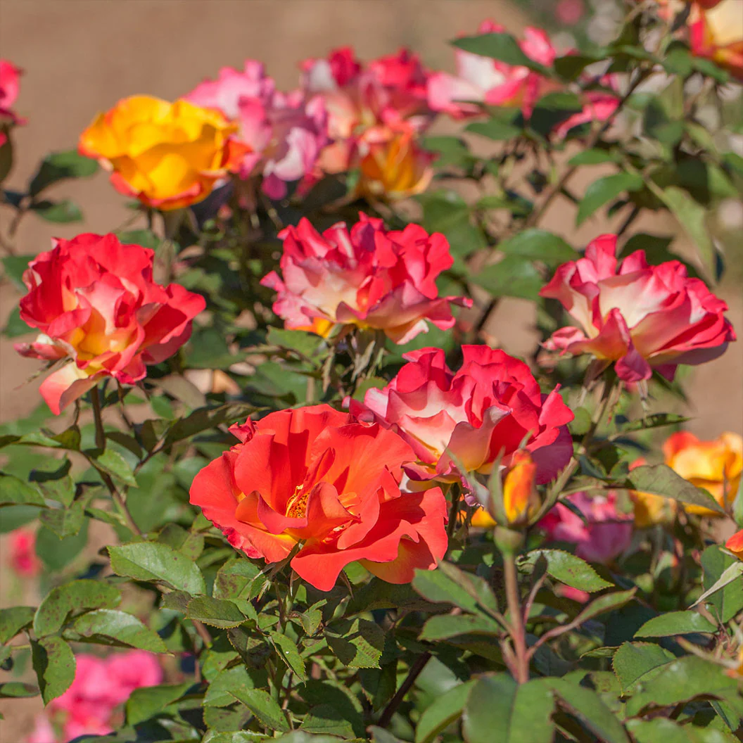 Bloomables® Sunset Horizon Rose - Image 3