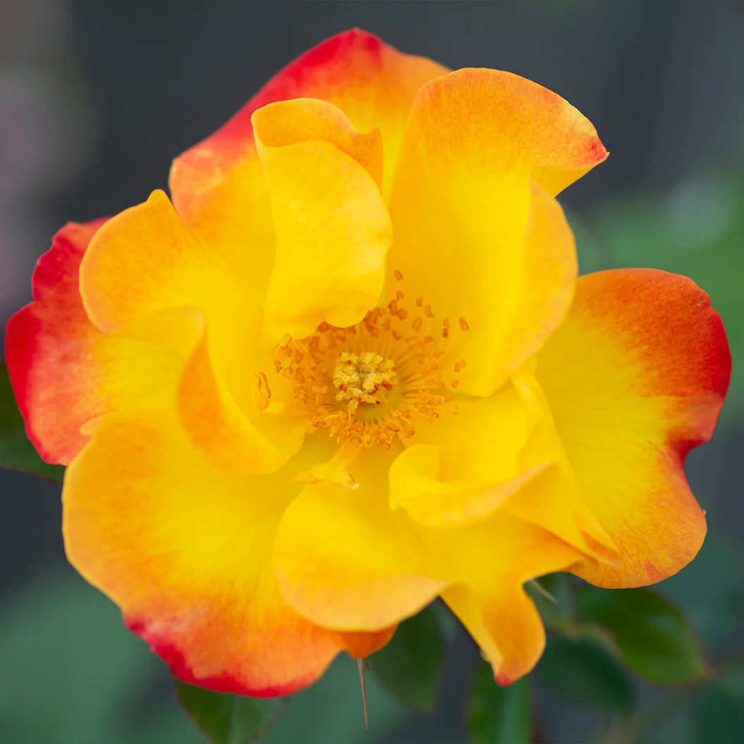 Bloomables® Sunset Horizon Rose - Image 4