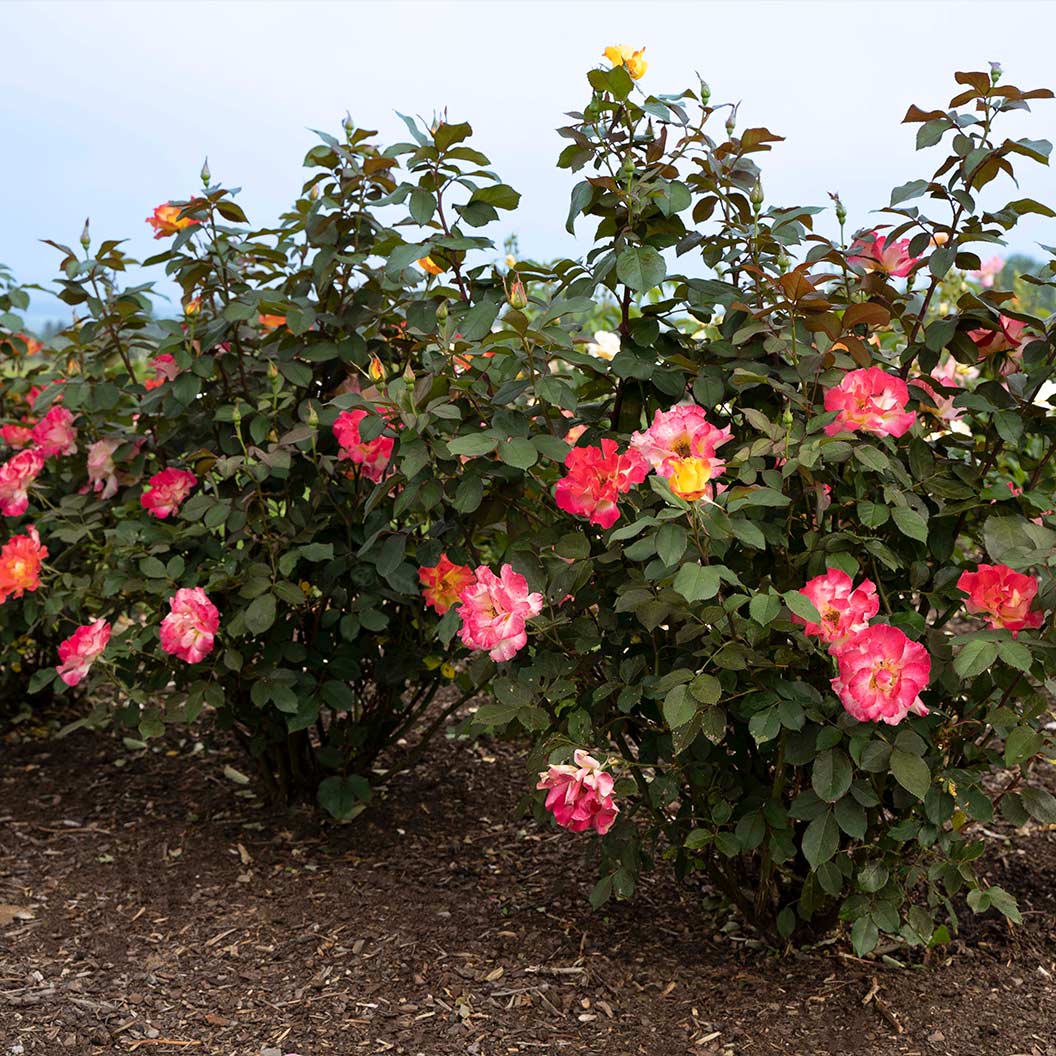 Bloomables® Sunset Horizon Rose - Image 5