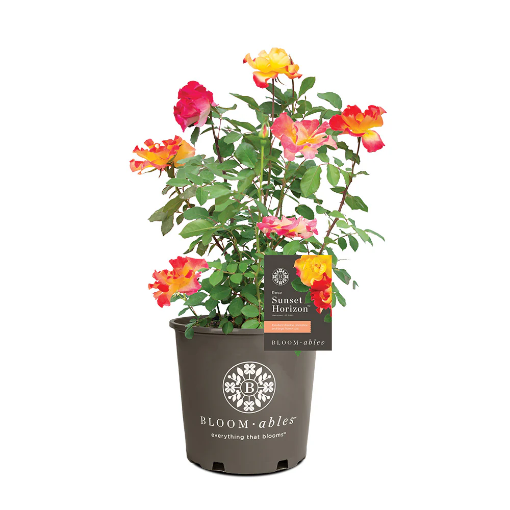 Bloomables® Sunset Horizon Rose - Image 6
