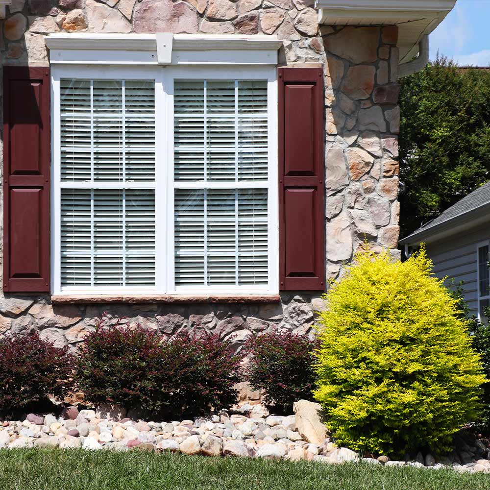 Southern Living® Sunshine Ligustrum Shrub - Image 3