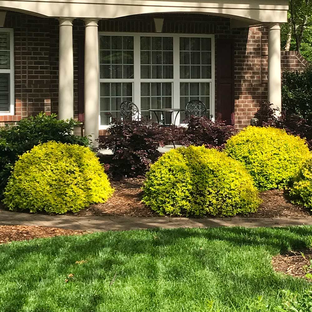 Southern Living® Sunshine Ligustrum Shrub - Image 4