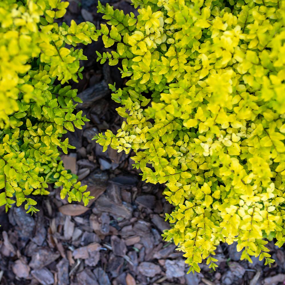 Southern Living® Sunshine Ligustrum Shrub - Image 5