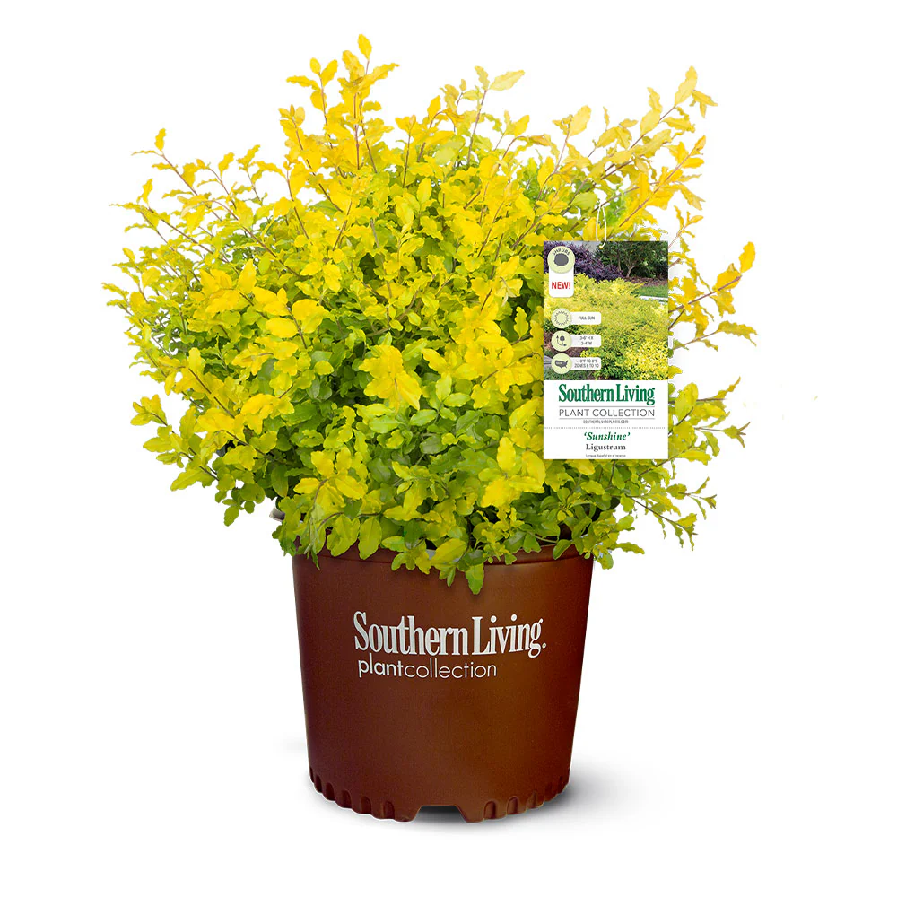 Southern Living® Sunshine Ligustrum Shrub - Image 6
