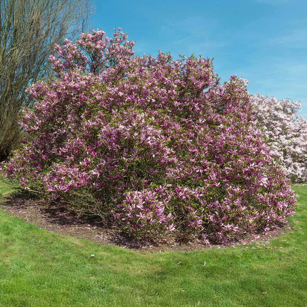 Susan Magnolia Bush - Image 2