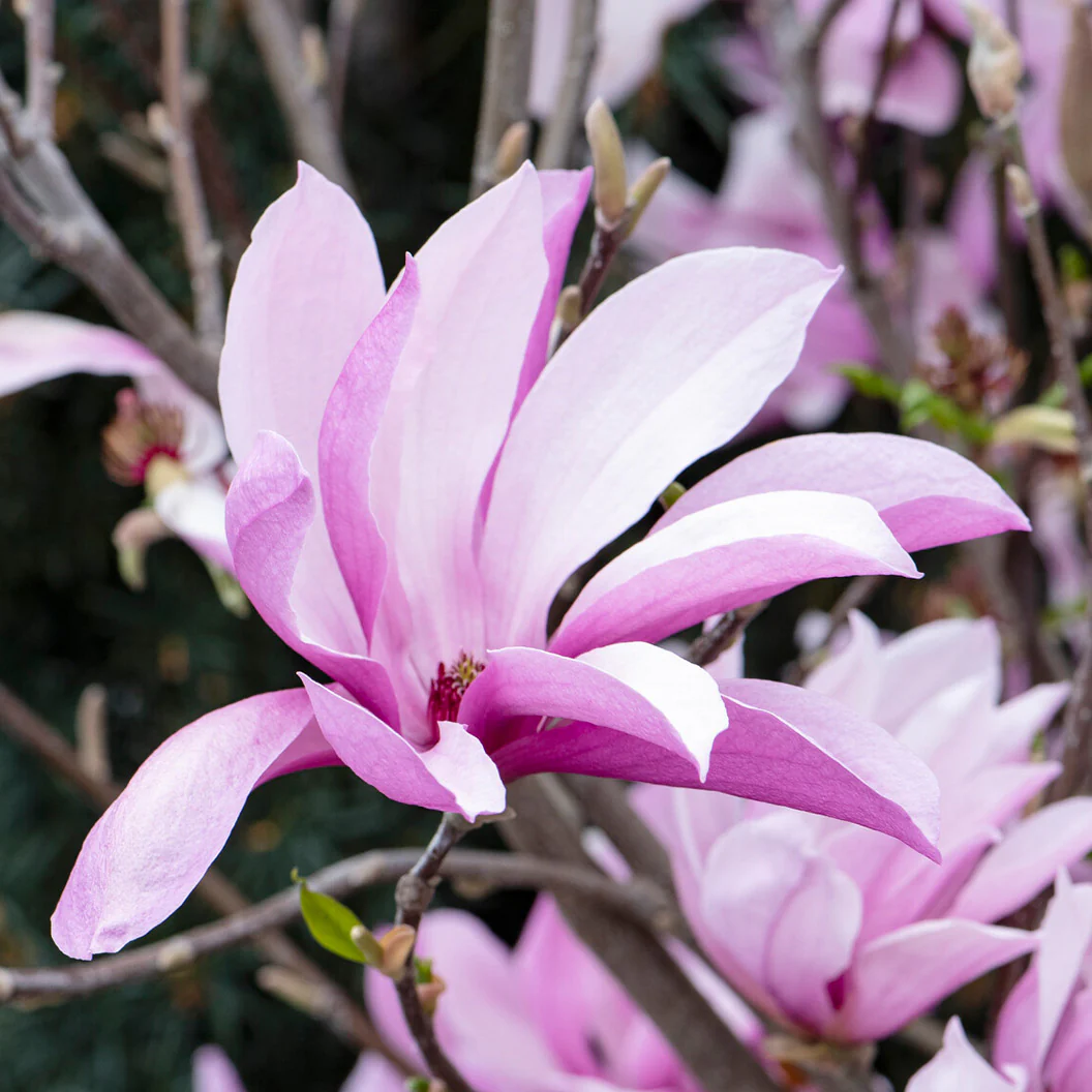 Susan Magnolia Bush - Image 3