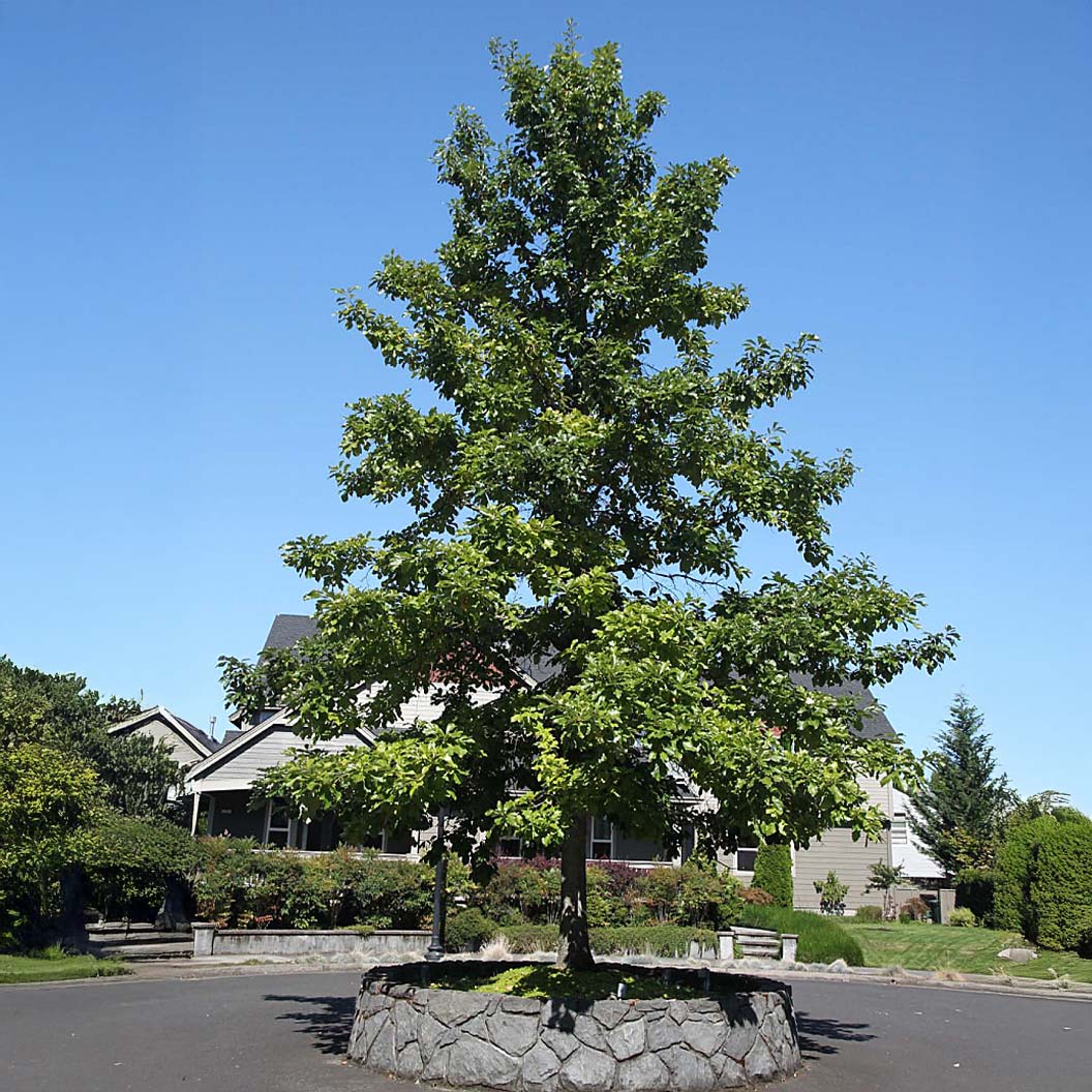 Swamp White Oak Tree - Image 2